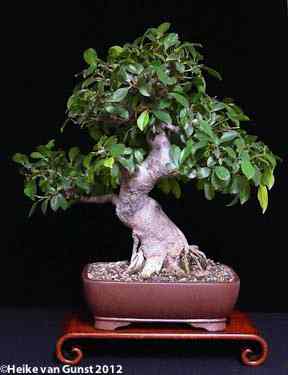 Ficus microcarpa